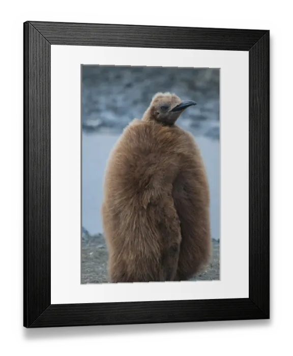 Framed Print : South Georgia. Salisbury Plain. King penguins (Aptenodytes patagonicus) chick with