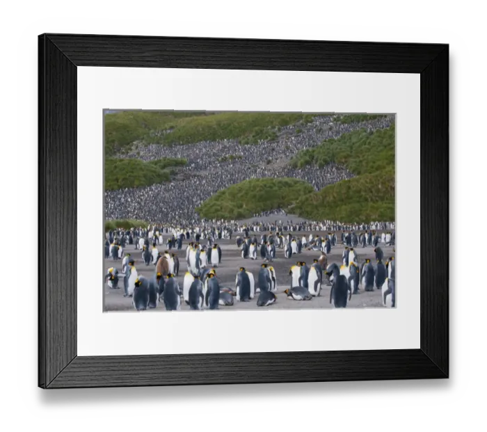 Framed Print : South Georgia. Salisbury Plain. King penguins (Aptenodytes patagonicus) colony Framed Print : South Georgia. Salisbury Plain. King penguins (Aptenodytes patagonicus) colony
