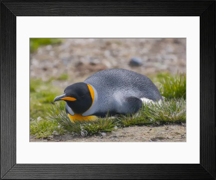 Framed Print : South Georgia. Salisbury Plain. King penguin (Aptenodytes patagonicus)