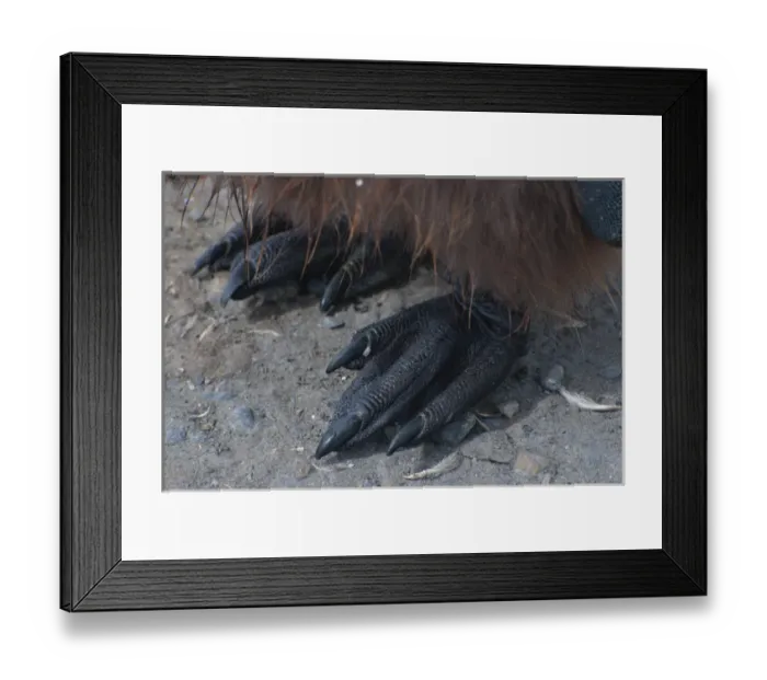 Framed Print : South Georgia. Salisbury Plain. King penguins (Aptenodytes patagonicus) Framed Print : South Georgia. Salisbury Plain. King penguins (Aptenodytes patagonicus)