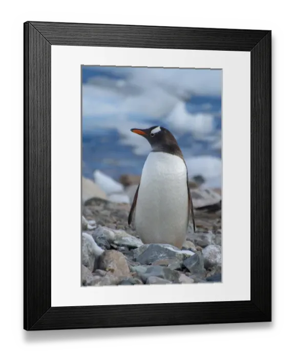 Framed Print : Antarctica. Antarctic Peninsula. Neko Harbor. Gentoo Penguin (Pygoscelis papua) colony Framed Print : Antarctica. Antarctic Peninsula. Neko Harbor. Gentoo Penguin (Pygoscelis papua) colony