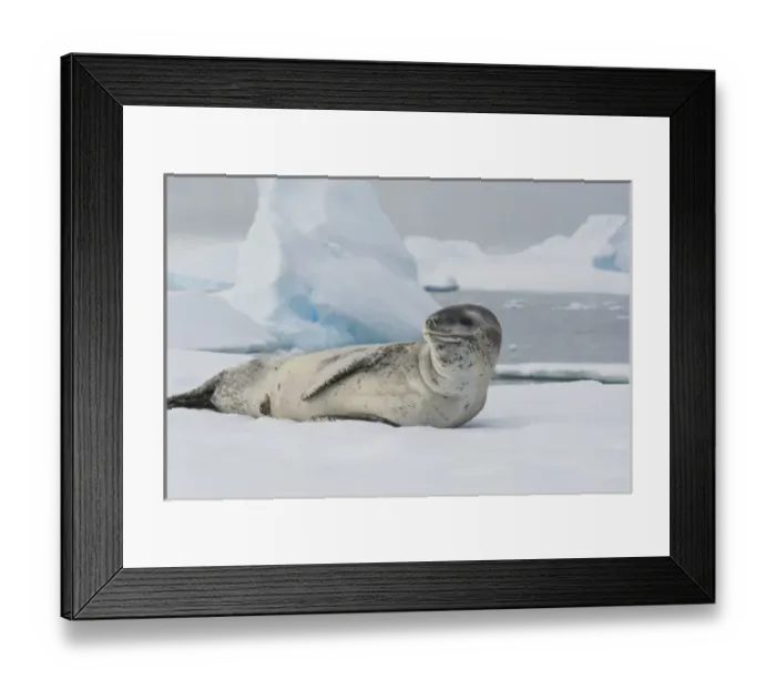 Framed Print : Antarctica. Antarctic Peninsula. Charlotte Bay