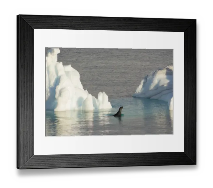 Framed Print : Antarctica. Antarctic Peninsula. Gerlache Strait. Crabeater seal and an iceberg Framed Print : Antarctica. Antarctic Peninsula. Gerlache Strait. Crabeater seal and an iceberg