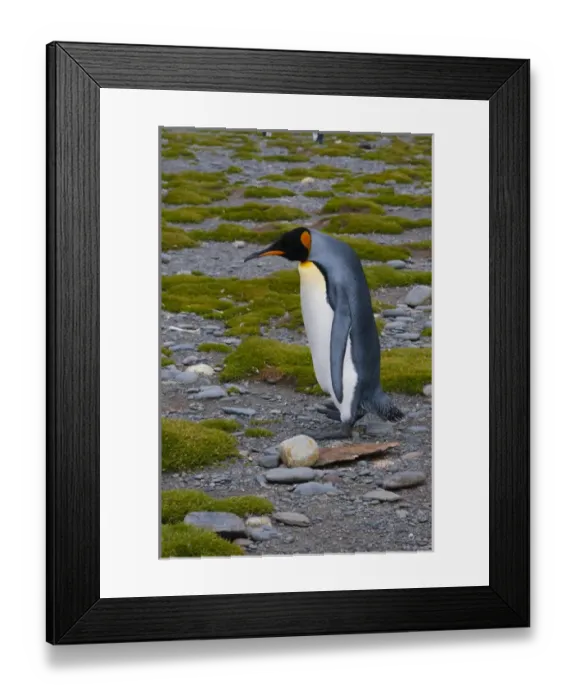 Framed Print : South Georgia. Salisbury Plain. King penguins (Aptenodytes patagonicus)