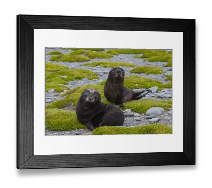 Framed Print : South Georgia. Salisbury Plain. Antarctic fur seal (Arctocephalus gazella) pups Framed Print : South Georgia. Salisbury Plain. Antarctic fur seal (Arctocephalus gazella) pups