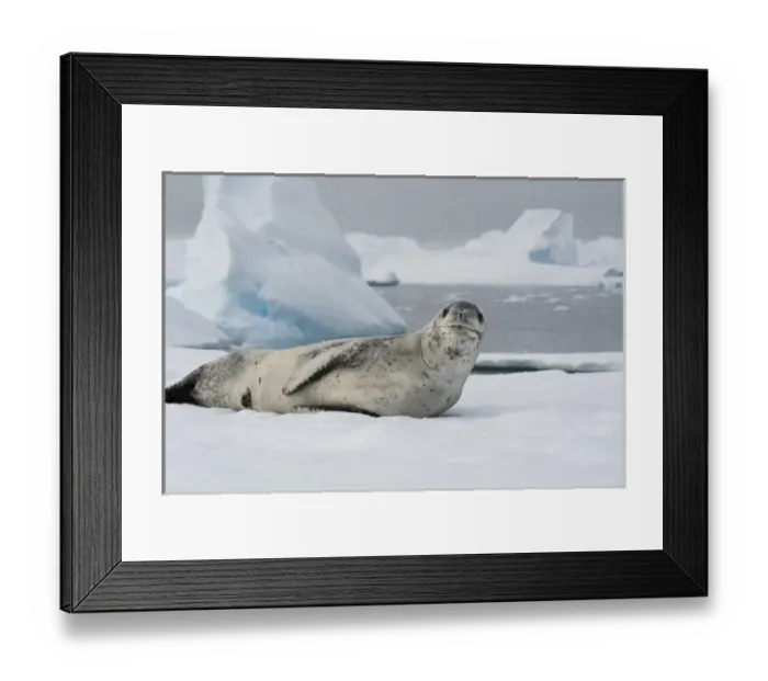 Framed Print : Antarctica. Antarctic Peninsula. Charlotte Bay Framed Print : Antarctica. Antarctic Peninsula. Charlotte Bay