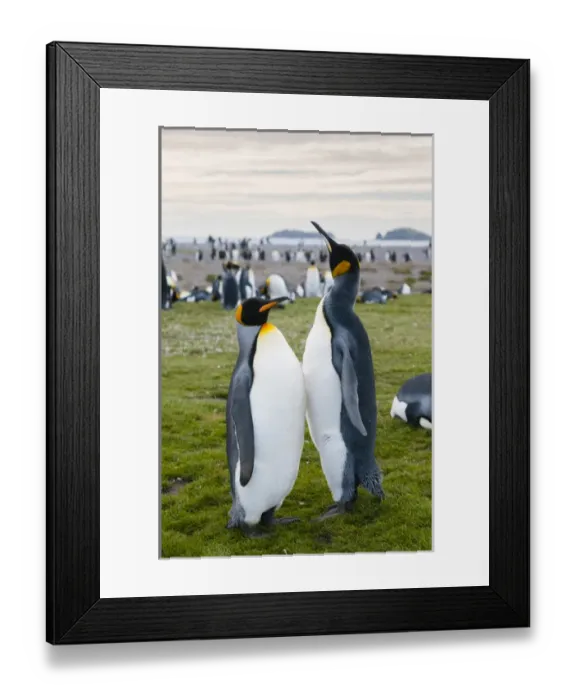 Framed Print : South Georgia. Salisbury Plain. King penguins (Aptenodytes patagonicus)