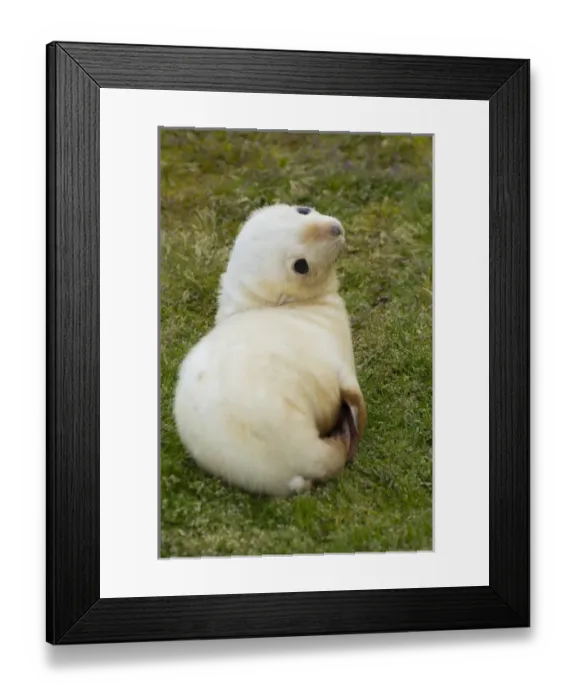 Framed Print : South Georgia. Stromness. Antarctic fur seal (Arctocephalus gazella) pup in the rare