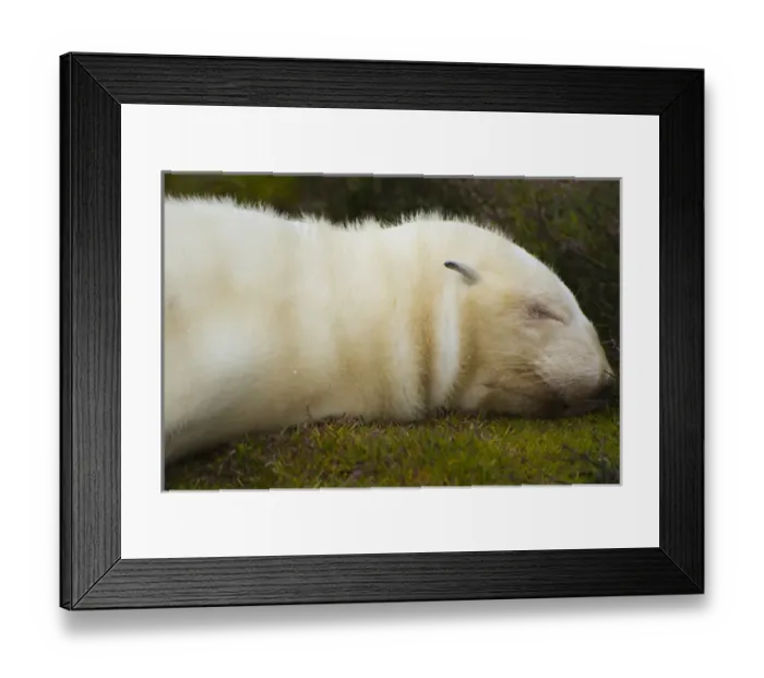 Framed Print : South Georgia. Stromness. Antarctic fur seal (Arctocephalus gazella) pup in the rare Framed Print : South Georgia. Stromness. Antarctic fur seal (Arctocephalus gazella) pup in the rare