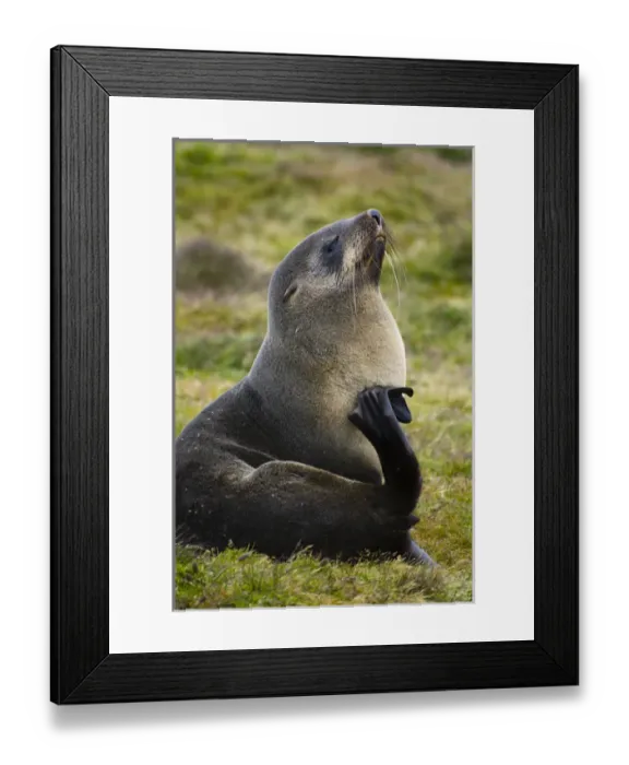Framed Print : South Georgia. Stromness. Antarctic fur seal (Arctocephalus gazella) scratching itself Framed Print : South Georgia. Stromness. Antarctic fur seal (Arctocephalus gazella) scratching itself