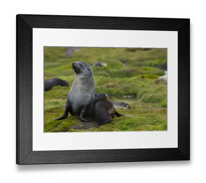 Framed Print : South Georgia. Stromness. Antarctic fur seal (Arctocephalus gazella) pup nestles