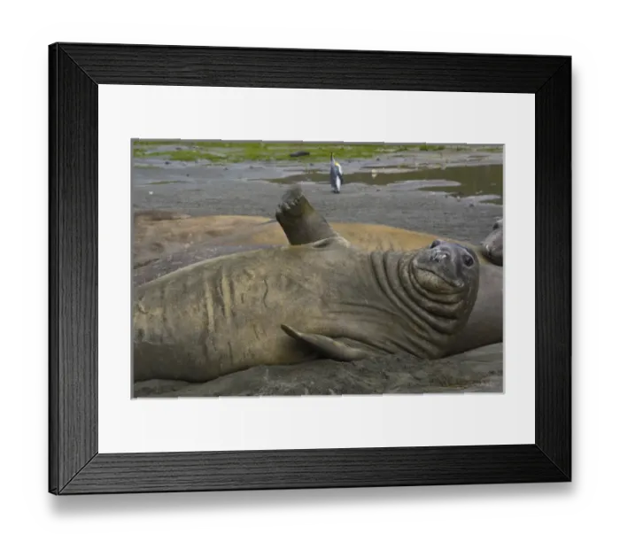 Framed Print : South Georgia. Saint Andrews. Southern elephant seals (Mirounga leonina)