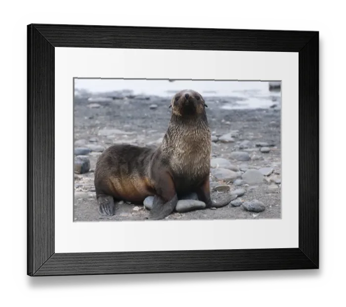 Framed Print : South Georgia. Salisbury Plain. Antarctic fur seal (Arctocephalus gazella) pup