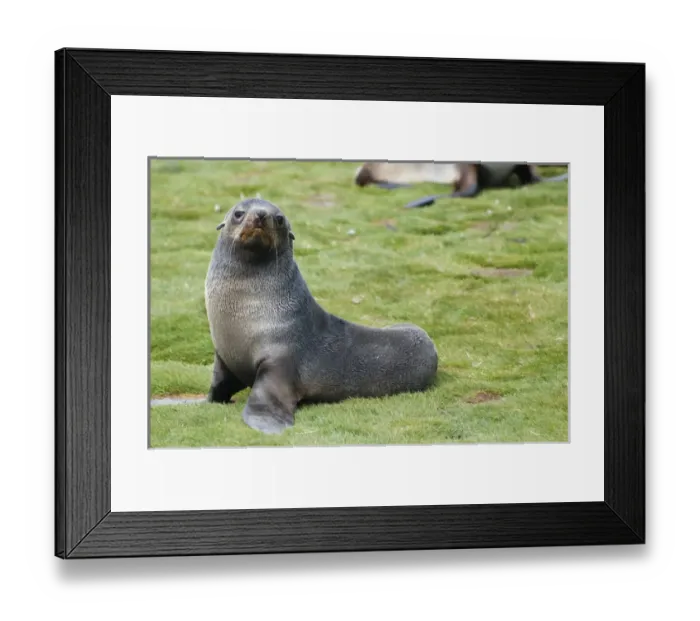 Framed Print : South Georgia. Salisbury Plain. Antarctic fur seal (Arctocephalus gazella) pup