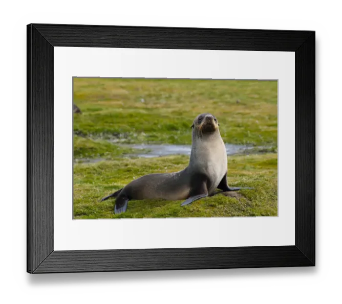 Framed Print : South Georgia. Salisbury Plain. Antarctic fur seal (Arctocephalus gazella) Framed Print : South Georgia. Salisbury Plain. Antarctic fur seal (Arctocephalus gazella)