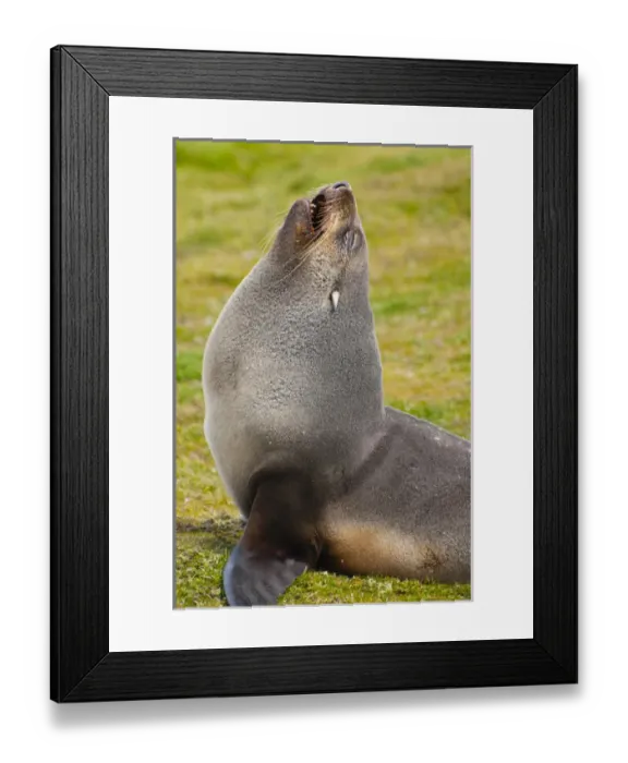 Framed Print : South Georgia. Salisbury Plain. Antarctic fur seal (Arctocephalus gazella) Framed Print : South Georgia. Salisbury Plain. Antarctic fur seal (Arctocephalus gazella)