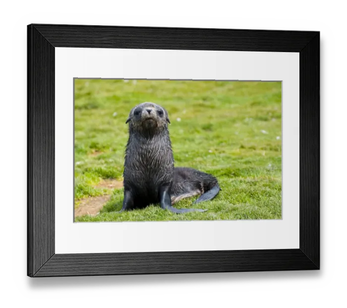 Framed Print : South Georgia. Salisbury Plain. Antarctic fur seal (Arctocephalus gazella) pup Framed Print : South Georgia. Salisbury Plain. Antarctic fur seal (Arctocephalus gazella) pup