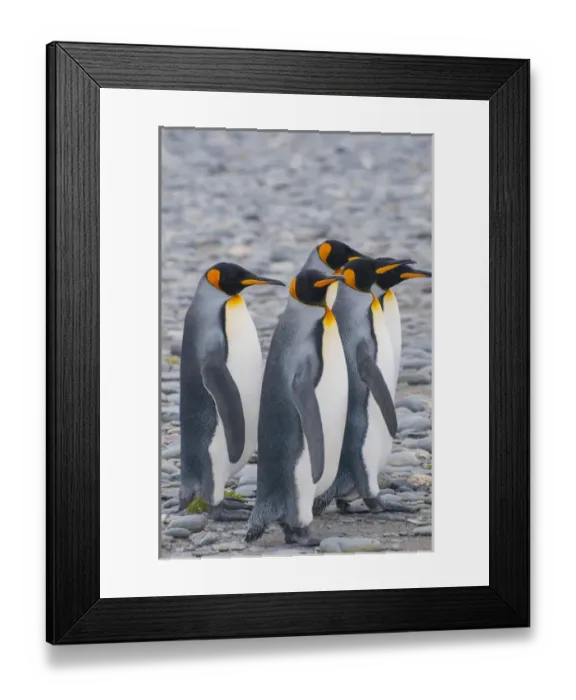 Framed Print : South Georgia. Stromness. King penguins (Aptenodytes patagonicus) walking on the beach