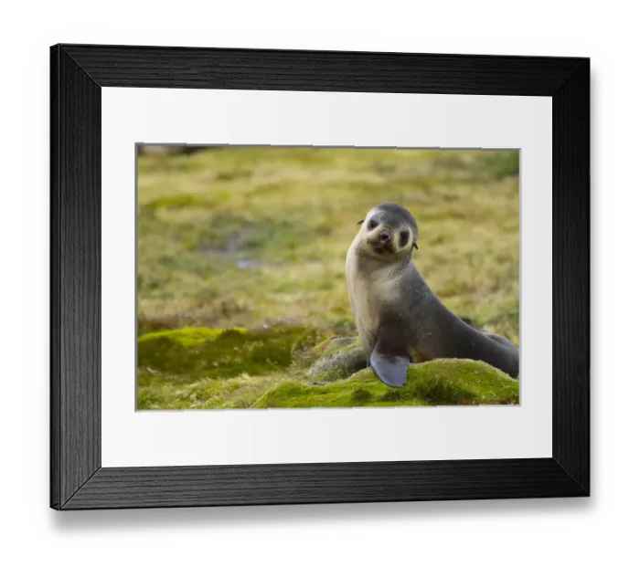 Framed Print : South Georgia. Stromness. Antarctic fur seal (Arctocephalus gazella) pup Framed Print : South Georgia. Stromness. Antarctic fur seal (Arctocephalus gazella) pup