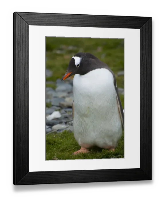 Framed Print : South Georgia. Stromness. Gentoo penguin (Pygoscelis papua) Framed Print : South Georgia. Stromness. Gentoo penguin (Pygoscelis papua)