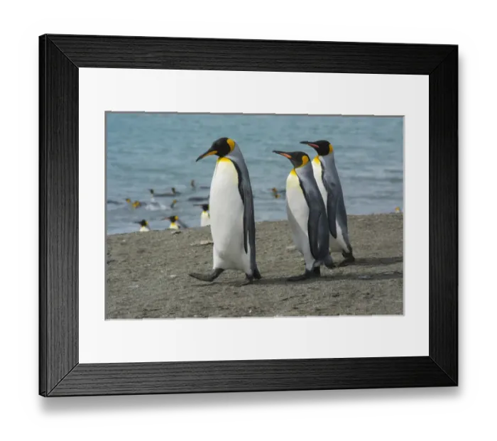 Framed Print : South Georgia. Saint Andrews. King penguins on the beach Framed Print : South Georgia. Saint Andrews. King penguins on the beach