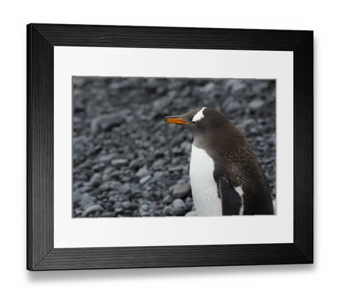 Framed Print : Antarctica. Antarctic Peninsula. Brown Bluff. Gentoo penguin (Pygoscelis papua) Framed Print : Antarctica. Antarctic Peninsula. Brown Bluff. Gentoo penguin (Pygoscelis papua)