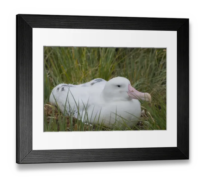 Framed Print : South Georgia. Prion Island. Wandering albatross (Diomedea exulans) on its nest in Framed Print : South Georgia. Prion Island. Wandering albatross (Diomedea exulans) on its nest in