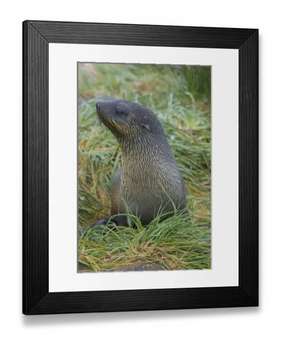 Framed Print : South Georgia. Prion Island. Antarctic fur seal (Arctocephalus gazella) in the tussock
