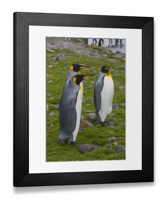 Framed Print : South Georgia. Saint Andrews. King penguins (Aptenodytes patagonicus)