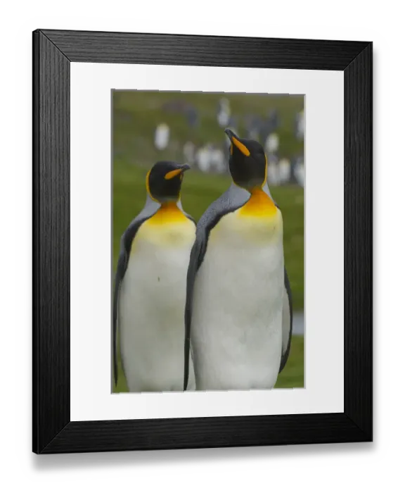 Framed Print : South Georgia. Saint Andrews Framed Print : South Georgia. Saint Andrews