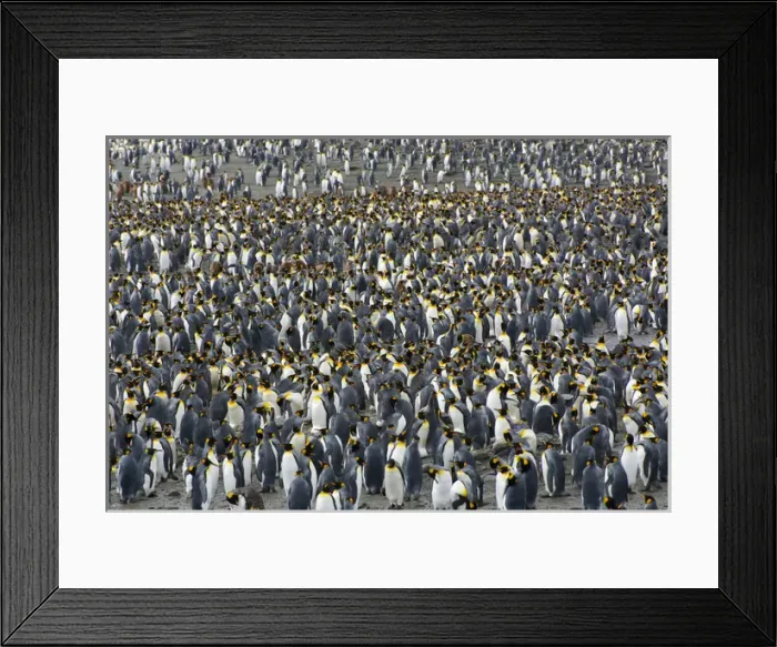 Framed Print : South Georgia. Saint Andrews. View of the huge king penguin (Aptenodytes patagonicus) Framed Print : South Georgia. Saint Andrews. View of the huge king penguin (Aptenodytes patagonicus)