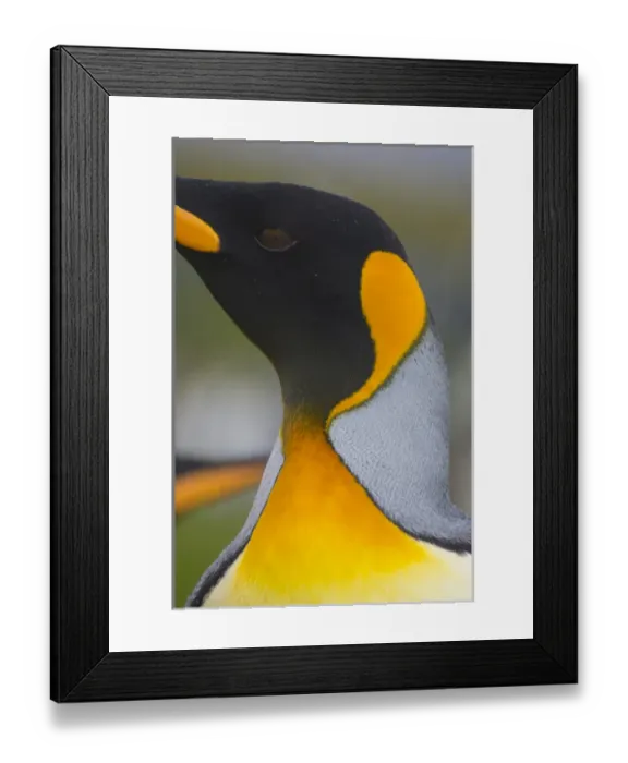 Framed Print : South Georgia. Saint Andrews. King penguin (Aptenodytes patagonicus) Framed Print : South Georgia. Saint Andrews. King penguin (Aptenodytes patagonicus)