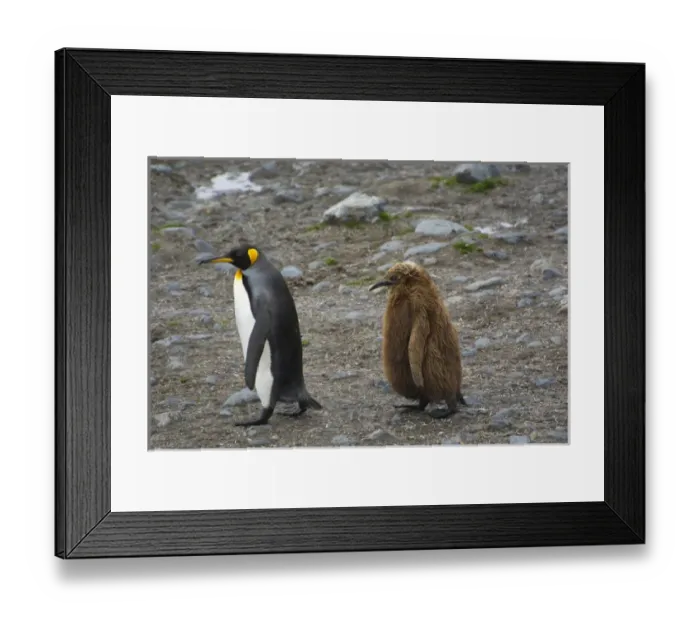 Framed Print : South Georgia. Saint Andrews. King penguin (Aptenodytes patagonicus) their chick