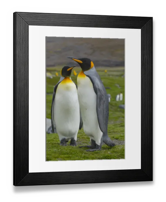 Framed Print : South Georgia. Saint Andrews. King penguin (Aptenodytes patagonicus) mated pair Framed Print : South Georgia. Saint Andrews. King penguin (Aptenodytes patagonicus) mated pair