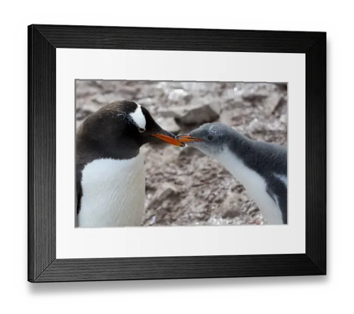 Framed Print : Antarctica. Antarctic Peninsula. Neko Harbor. Gentoo Penguin (Pygoscelis papua) colony