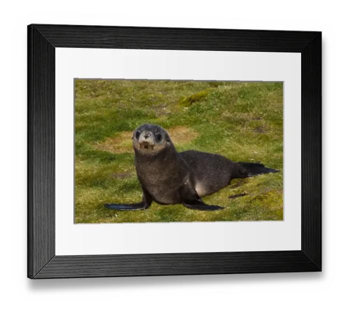 Framed Print : South Georgia. Salisbury Plain. Antarctic fur seal (Arctocephalus gazella) pup