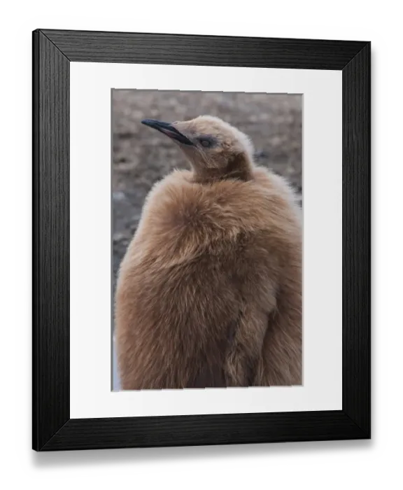 Framed Print : South Georgia. Salisbury Plain. King penguins (Aptenodytes patagonicus) chick with