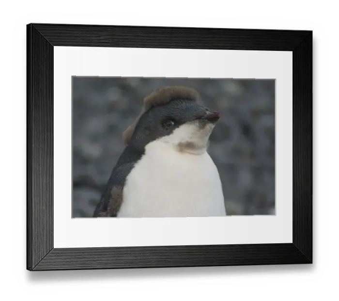 Framed Print : Antarctica. Antarctic Peninsula. Brown Bluff