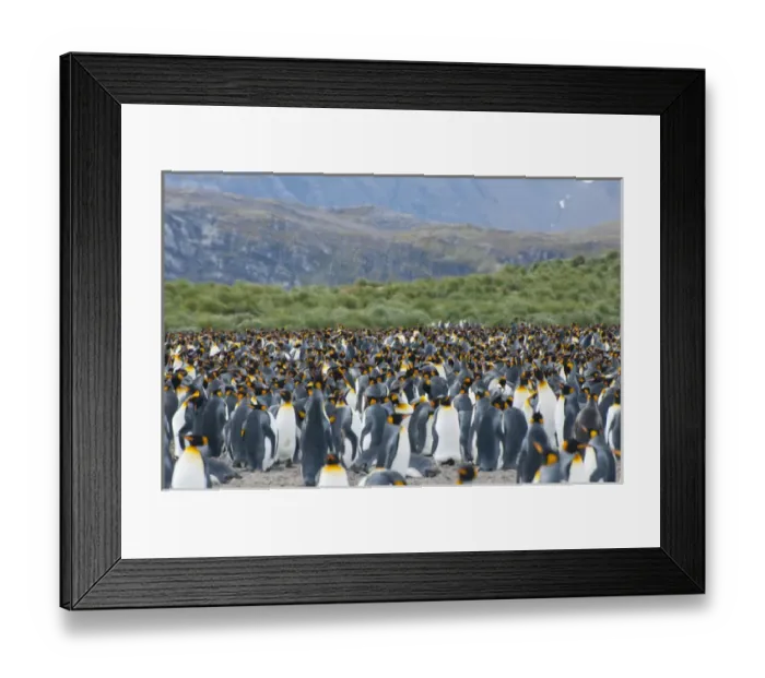 Framed Print : South Georgia. Salisbury Plain. King penguins (Aptenodytes patagonicus) colony Framed Print : South Georgia. Salisbury Plain. King penguins (Aptenodytes patagonicus) colony