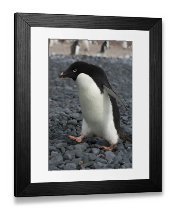 Framed Print : Antarctica. Antarctic Peninsula. Brown Bluff. Adelie penguins (Pygoscelis adeliae) Framed Print : Antarctica. Antarctic Peninsula. Brown Bluff. Adelie penguins (Pygoscelis adeliae)