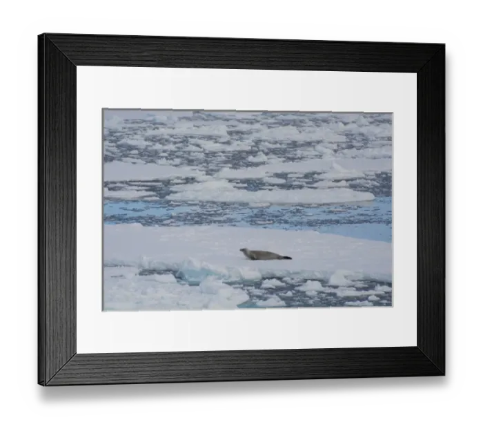 Framed Print : Antarctica. Antarctic Peninsula. South of the Antarctic Circle. near Adelaide Island Framed Print : Antarctica. Antarctic Peninsula. South of the Antarctic Circle. near Adelaide Island