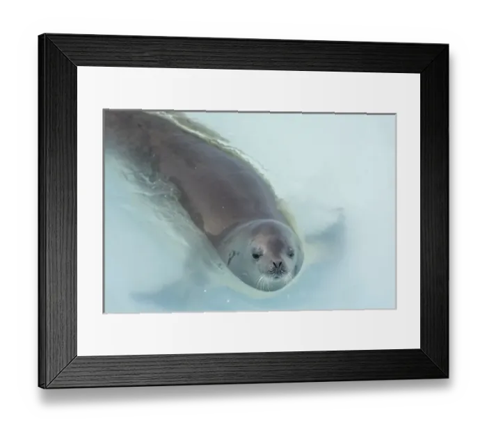Framed Print : Antarctica. Antarctic Peninsula. Argentine Islands Framed Print : Antarctica. Antarctic Peninsula. Argentine Islands