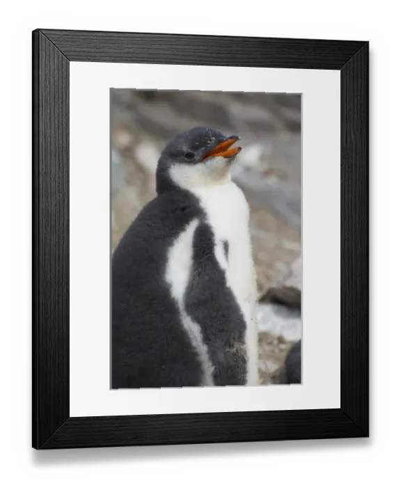 Framed Print : Antarctica. Antarctic Peninsula. Neko Harbor. Gentoo Penguin colony. Gentoo Penguin Framed Print : Antarctica. Antarctic Peninsula. Neko Harbor. Gentoo Penguin colony. Gentoo Penguin