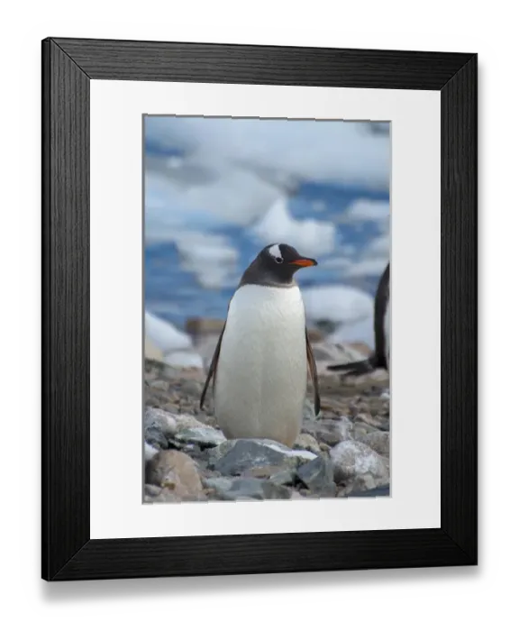 Framed Print : Antarctica. Antarctic Peninsula. Neko Harbor. Gentoo Penguin (Pygoscelis papua) colony Framed Print : Antarctica. Antarctic Peninsula. Neko Harbor. Gentoo Penguin (Pygoscelis papua) colony