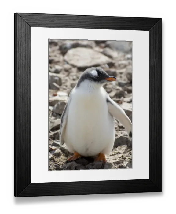 Framed Print : Antarctica. Antarctic Peninsula. Neko Harbor. Gentoo Penguin (Pygoscelis papua) colony