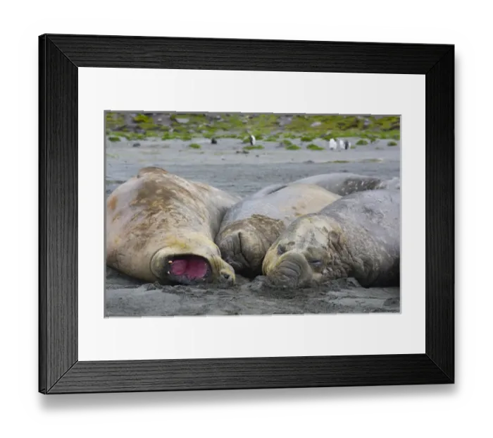 Framed Print : South Georgia. Saint Andrews. Southern elephant seals (Mirounga leonina) Framed Print : South Georgia. Saint Andrews. Southern elephant seals (Mirounga leonina)