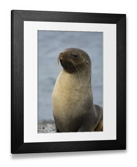 Framed Print : South Georgia. Stromness. Antarctic fur seal (Arctocephalus gazella) Framed Print : South Georgia. Stromness. Antarctic fur seal (Arctocephalus gazella)