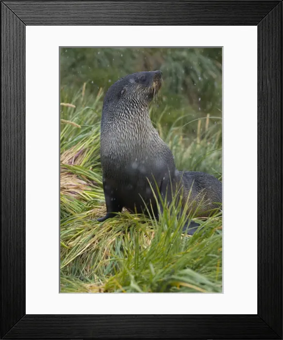 Framed Print : South Georgia. Prion Island. Antarctic fur seal (Arctocephalus gazella) in the tussock