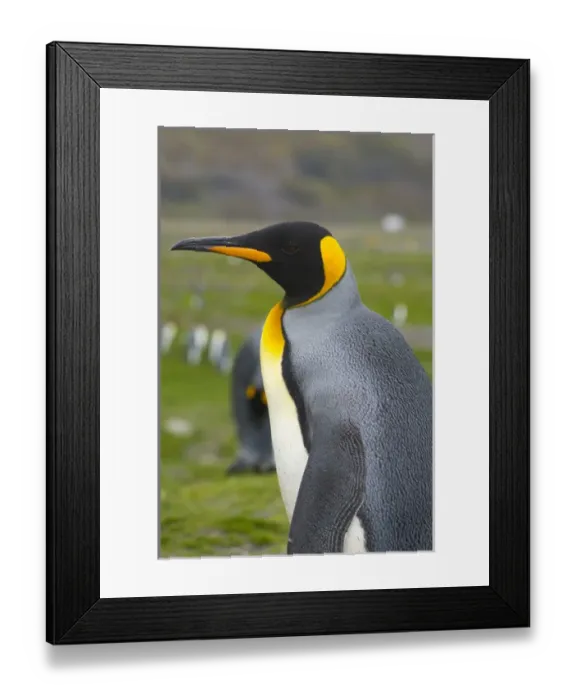 Framed Print : South Georgia. Saint Andrews. King penguin (Aptenodytes patagonicus)