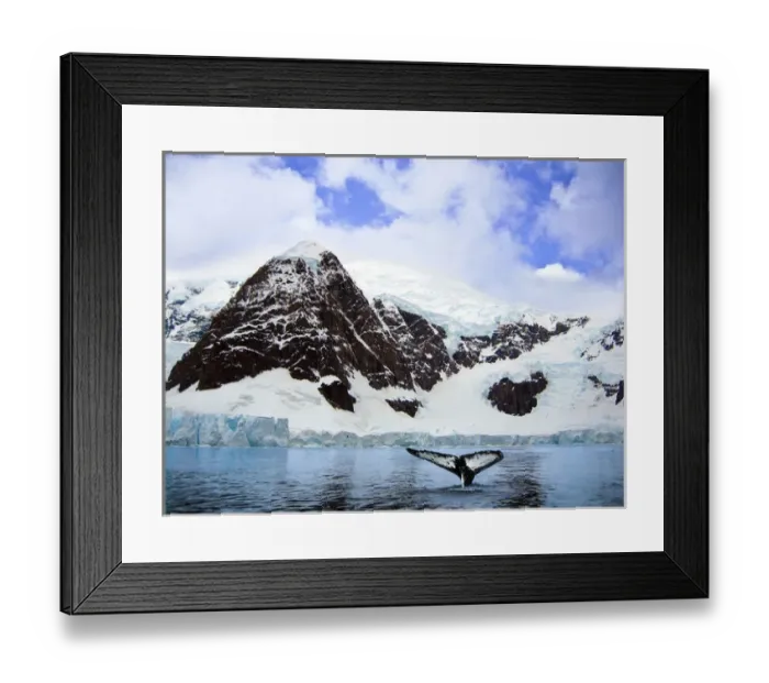 Framed Print : A whale fluke in front of snow covered mountains along the Weddell sea in Paradise Bay Framed Print : A whale fluke in front of snow covered mountains along the Weddell sea in Paradise Bay